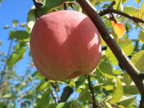 りんご 訳あり 早生ふじ 3kg(8〜12玉) ご自宅用 こうりん わせ ふじ