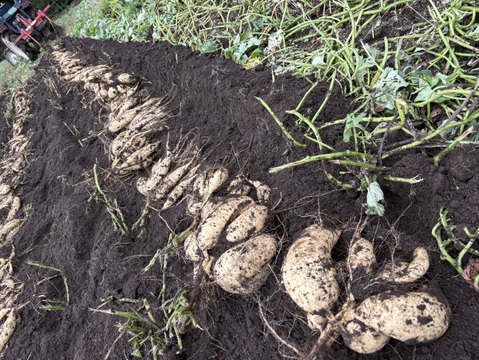 今話題の白いサツマイモ「きみまろこ」
上品な甘さとまろやかな口ざわり
5キロ入り大きめサイズミックス