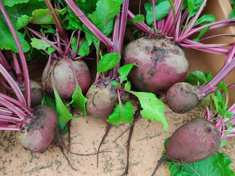 ✨【鮮度抜群・葉まで主役】農家直送ビーツ2種食べ比べセット！約2kg（葉付き・訳アリ）｜農薬・化学肥料不使用｜彩り豊かな食卓に✨
