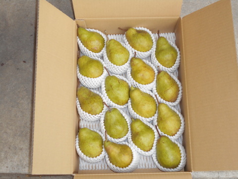 ラフランスの次は山形生まれの期待の西洋梨（シルバーベル）5㌔