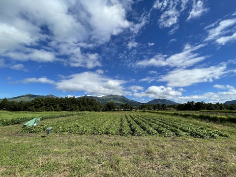 【令和6年能登半島地震支援】令和5年・南阿蘇村産 シルクスイート（農薬・化成肥料・除草剤不使用栽培）