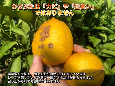 【合計2kg】なつみオレンジ1kgと国産レモン1kgミニセット