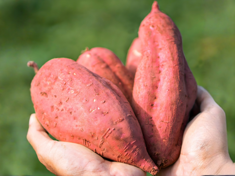 taneco 熟成 種子島安納いも（生いも） 【Ｓサイズ・２kg】