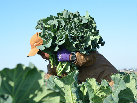 【母の日ギフト】スーパーフード「ケール」餃子＆無添加 旬搾り青汁グリーンジュース「いつまでも元気でいてね！」というメッセージを込めて