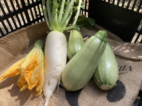☀️太陽にちょっぴり近い畑の☀️　季節の野菜セット【7品目】＃栽培期間中農薬・化学肥料不使用