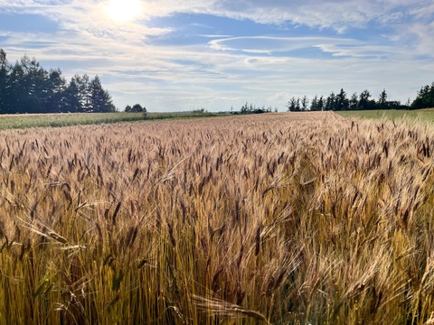 【超希少】古代小麦　有機ブラックアインコーン玄麦 900g  2025年産 北海道 十勝 ほんべつ産　※小麦粉じゃありません