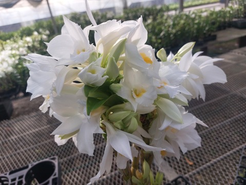 夏の蘭 フォーミディブルの切り花