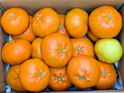 残りわずか　甘平 家庭用Ａ品　4キロ　はるかのおまけつき