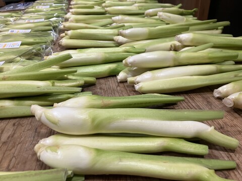 今が旬！秋の味覚『マコモタケ』1.5㎏