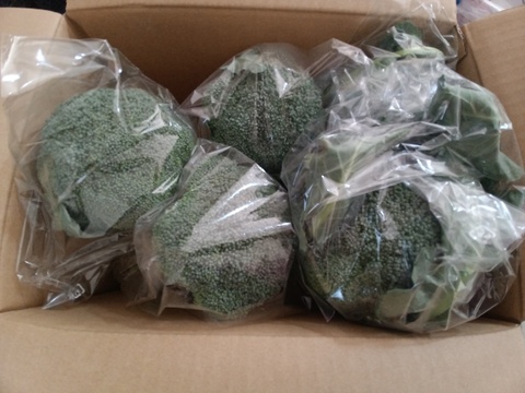 茎までおいしい！淡路島産ブロッコリー5株（Lサイズ）