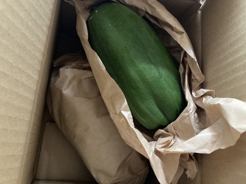 【しゃきしゃきサラダに❗️】東京青パパイヤ１キロ（栽培期間中農薬不使用）