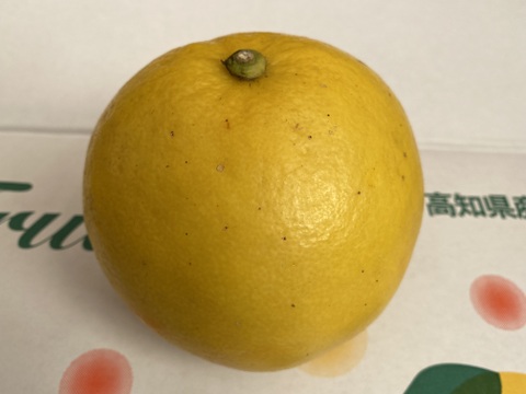 土佐文旦（ご家庭用）　4.5kg   化学系農薬不使用の安心を