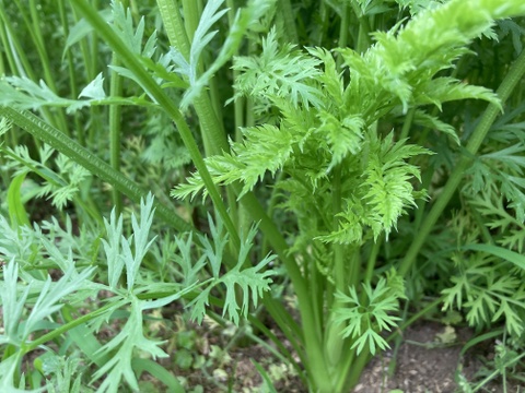 農薬・化学肥料不使用　人参　箱込　５kg