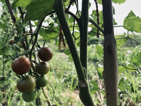 自然農 野菜セット🍀【農薬･肥料･ビニールマルチ不使用／固定種】