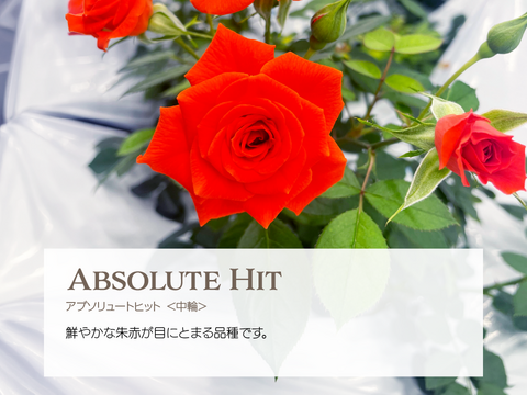 FISH VEGGIES／お魚が育てたお野菜　エディブルローズ【中輪】5輪