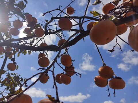 ✨【甘柿（富有柿）】2.8kg（23～30玉）　農薬肥料不使用の自然栽培✨
