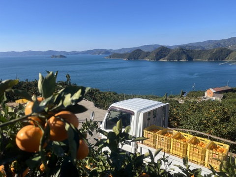 数量限定！紅まどんな3kg