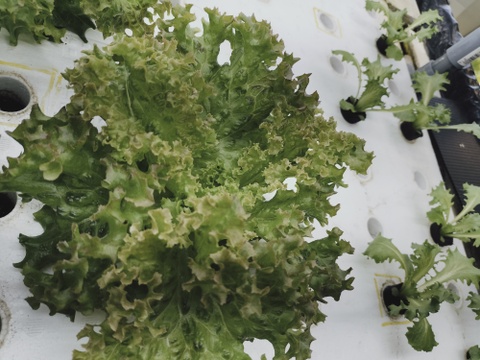 農薬、化学肥料不使用　やわらか食感ロロロッサレタス