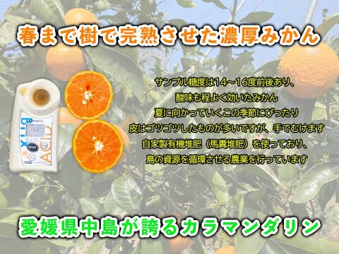 【愛媛県中島産】味濃厚春みかん！カラマンダリン農薬不使用