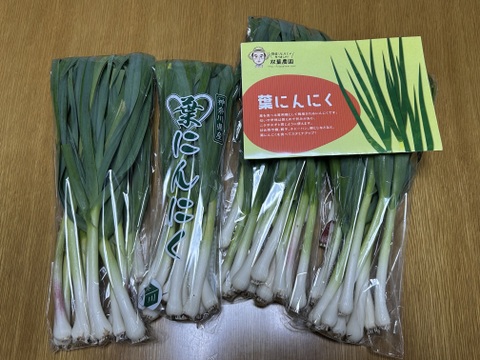 高知県産葉にんにく　葉ニンニク　野菜　産地直送5kg dmja 高知県産葉にんにく 葉ニンニク 野菜 産地直送5kg dmja - 野菜本物