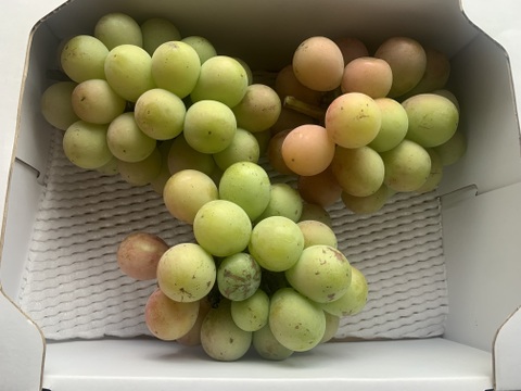 ク⑤【緑・色劣りクイーンニーナ】2kg化粧箱（4~6カット房）