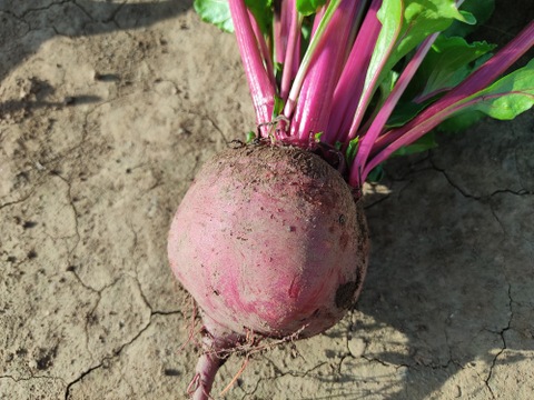 🌱収穫そのままお届け！畑直送！「食べる輸血」採れたて葉付きビーツ1〜2種セット約1.5kg🌱｜畑の鮮度そのまま✨｜農薬・化成肥料不使用｜✨