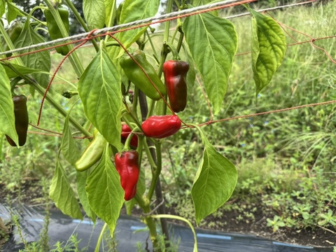 パドロン　　辛い　　【農薬不使用露地栽培】  パドロン　スペイン野菜　  500g
