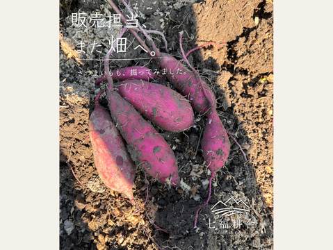 【訳あり・家庭用】紅はるか3kg｜毎日の料理にも、おやつにも｜おがくず梱包