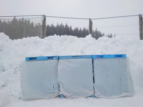 雪中貯蔵　黒石産サンふじ小玉家庭用5㎏