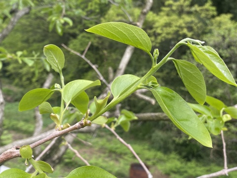 甲斐の国名産【枯露(ころ)柿】
太陽と風が渋〜い甲州百目柿を甘〜い干し柿に育てました！南国果実の様な濃厚な天然スイーツ・干し柿 600g(8〜10個)