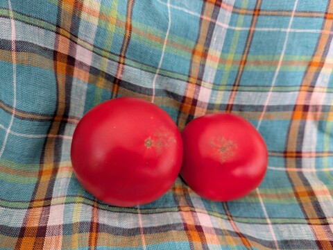 濃厚！濃ウマ！個性派ヤサグレフルーツトマト（箱入り・約1kg)