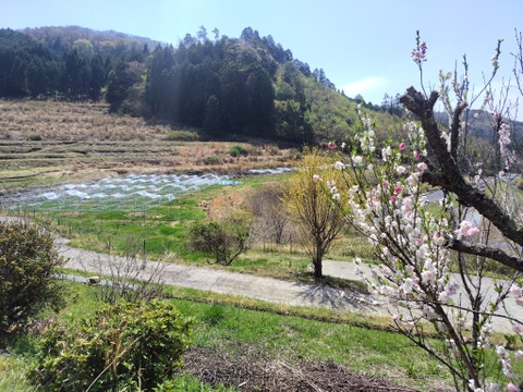 棚田で育てた🍇岡山県産オーロラブラック＆ニューピオーネ２ｋｇ（ご家庭用）食べ比べセット