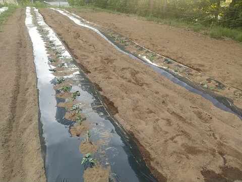 ねっとり極甘　さつまいも　紅はるか５Kg