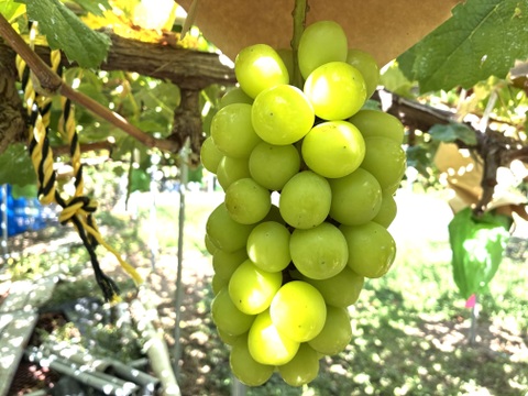 限定1点ﾓﾉ！:特大大粒1房約700g☆山梨県産シャインマスカット贈答　ギフト　家庭用にも　予約No.11