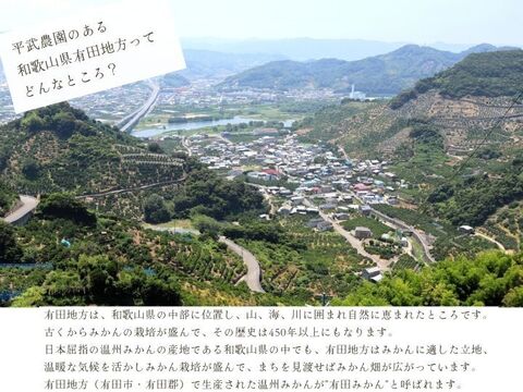 【冬ギフト】農家直送！有田みかん10kg≪Lサイズ 秀品≫【平武農園】～蛍飛ぶ町から旬の便り～　和歌山｜有田｜田口｜ギフト｜こだわり　産地直送　お取り寄せ