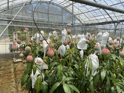 ★数量限定★ご家庭用　沖縄県産キーツマンゴー　2kg（4～6玉）