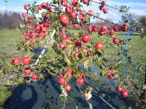 樹上完熟サンふじ 御贈答用には惜しい総重量 約4.5kg前後 青森県 南部地方産 自家りんご農園生産直送品！