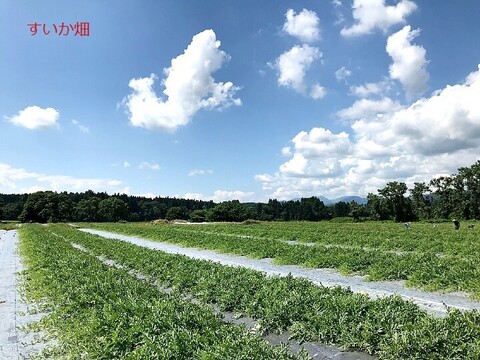 甘～い尾花沢 大玉夏すいか 2～3Ｌx 1玉  山形県産  7~9kg【予約販売】