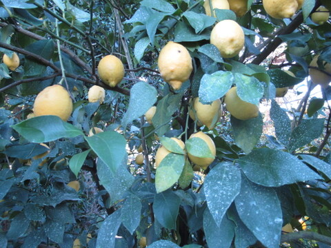 香りと酸味を楽しむ｜マイヤーレモン＆リスボンレモン 食べ比べセット1kg
皮まで使える・静岡県産