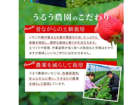 紅白極上あまおう400ｇ　～ベロアギフトボックス～【冬ギフト】