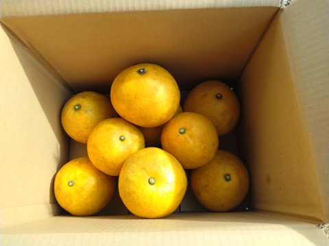 土佐文旦【農薬不使用】５kg（８個前後）ファミリー向け★皮むき器 付