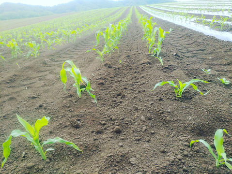 《北海道産》採れたて！とうもろこし6本(L.2L混合)