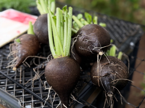 【新鮮】農薬不使用・化学肥料不使用 黒大根（黒丸大根）3kg（5~6玉目安）【冬ギフト】
