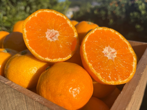 ※ご家庭用※濃厚な甘みとほどよい酸味が絶妙！極早生みかんの人気No.1品種「ゆら早生（10kg）」