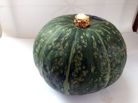 【自然栽培 固定種】ホクホクで甘い 北海道産 長かぼちゃ３～4kg 訳有り品