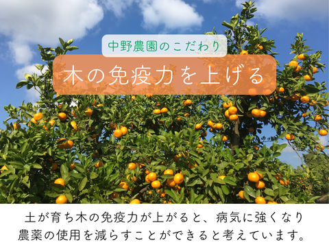 超ジューシー！ゆら早生 有田みかん 3ｋｇ 家庭用