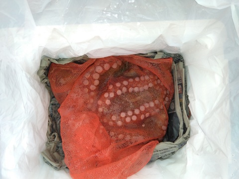 活き豊後マダコ