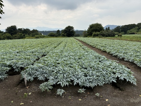 [芋から手づくり]下仁田こんにゃく　250g×3パック　お試しにどうぞ