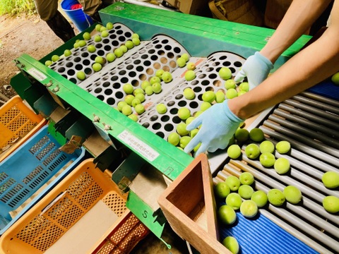 白加賀/青梅　自然栽培　農薬不使用、化学・動物性肥料不使用　☆Ｌサイズ以上４キロ