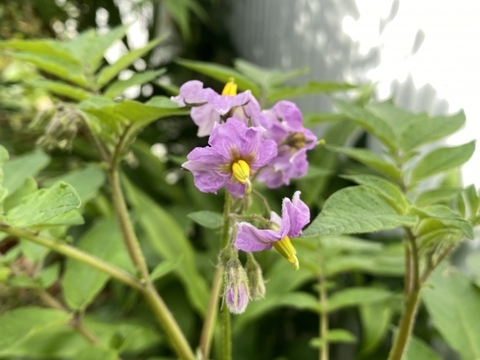 【栽培期間中　農薬不使用】ホクホク甘く赤い皮が目を引く映えるじゃがいも！＊アンデスレッド（1kg）